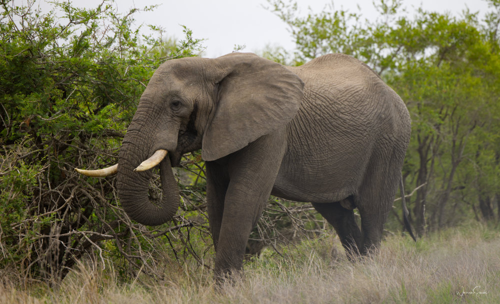 Elephant Kruger Dec 2024.jpg